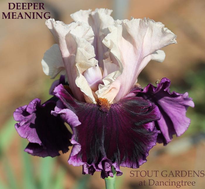 A tall bearded iris flower with light peach over deep purple-black falls, featuring a fancy lavender rim and tangerine-colored beards. At 'Stout Gardens At Dancingtree'.