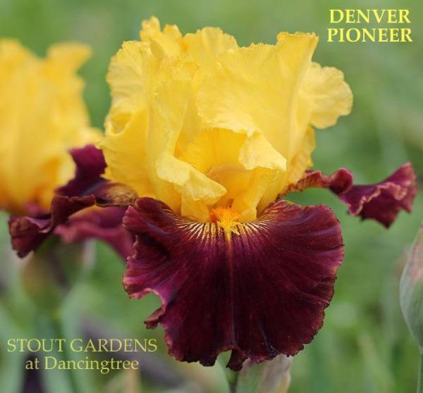 Yellow and burgundy tall bearded iris flower 'Denver Pioneer' shown  at 'Stout Gardens at Dancingtree'.