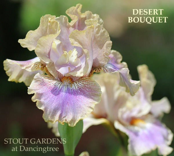  Tan and purple luminata plicata intermediate bearded iris called 'Desert Bouquet' iris flower available at 'Stout Gardens at Dancingtree'.