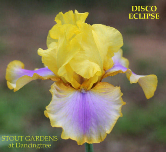 Close-up of tall bearded iris,'Disco Eclipse' displaying yellow and purple flower at 'Stout Gardens At Dancingtree'.