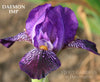 Purple toned miniature tall bearded iris 'Daemon Imp' close-up 'Stout Gardens' at Dancingtree'.