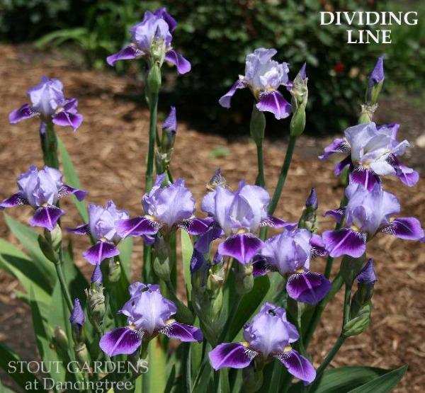 A clump of 'Dividing Line', purple miniature tall bearded iris flowers with white beards, growing in a garden setting.