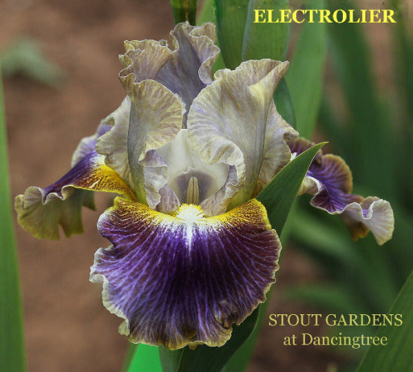 Blue-Violet and yellow luminata intermediate bearded iris named 'Electrolier' by Hugh Stout Jr. at 'Stout Gardens at Dancingtree'.