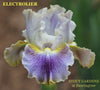 A close-up image of an Iris named 'ELECTROLIER' by Hugh Stout Jr. with a visible luminata pattern, featuring blue-violet and yellow colors, at 'Stout Gardens at Dancingtree'.