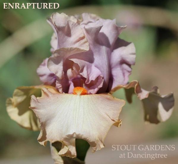Close-up of a purple and white tall bearded iris flower with 'ENRAPTURED' and 'STOUT GARDENS at Dancingtree' text.