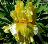 A close-up image of 'Epic Look', a yellow tall bearded iris flower with a washed straw yellow center and light lemon yellow style arms.