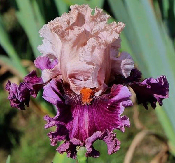 Pink and purple bi-color tall bearded iris 'Elite' shown at 'Stout Gardens at Dancingtree'.