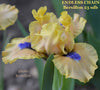 Peach and yellow standard dwarf bearded iris 'Endless Chain' available from 'Stout Gardens at Dancingtree'.