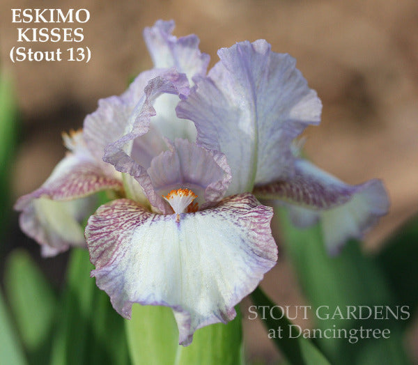 white and purple plicata standard dwarf bearded iris 'Eskimo Kisses' by Hugh Stout Jr. at 'Stout Gardens at Dancingtree'