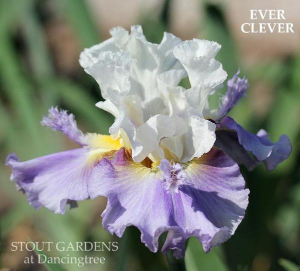 An image of space-age tall bearded iris 'Ever Clever' flower by Burseen, with a white and purple color palette, with text indicating the product is from 'Stout Gardens at Dancingtree'.
