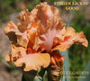 Orange space age intermediate bearded iris flower named 'Finger Lickin' Good' by Hugh Stout Jr. at 'Stout Gardens at Dancingtree'