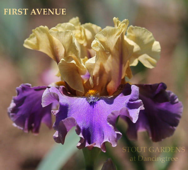 Close-up of the purple and yellow tall bearded iris flower 'First Avenue' at 'Stout Gardens at Dancingtree'.