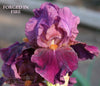 Purple intermediate bearded iris flower named 'Forged in Fire' at 'Stout Gardens at Dancingtree'.
