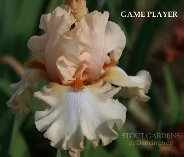 Close-up of a light orange pink tall bearded iris flower with 'Game Player' and 'Stout Gardens at Dancingtree' text.