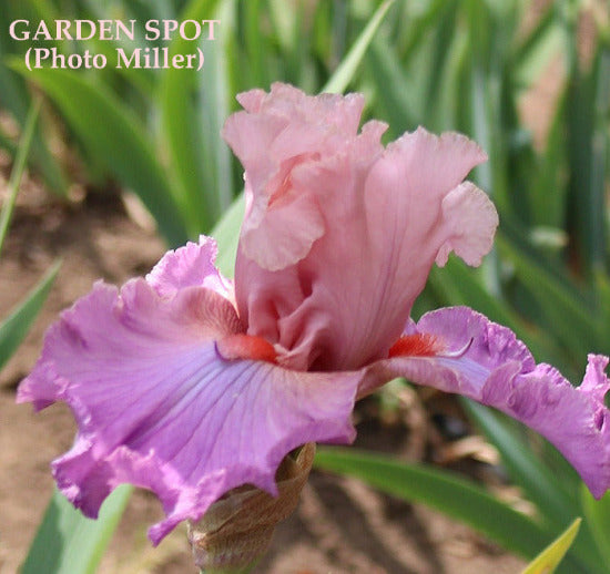 A close-up image of tall bearded iris flower 'GARDEN SPOT' with pink petals and a deep coral beard, label attributed to Lynda Miller. Available at 'Stout Gardens at Dancingtree'.