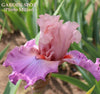A close-up image of tall bearded iris flower 'GARDEN SPOT' with pink petals and a deep coral beard, label attributed to Lynda Miller. Available at 'Stout Gardens at Dancingtree'.