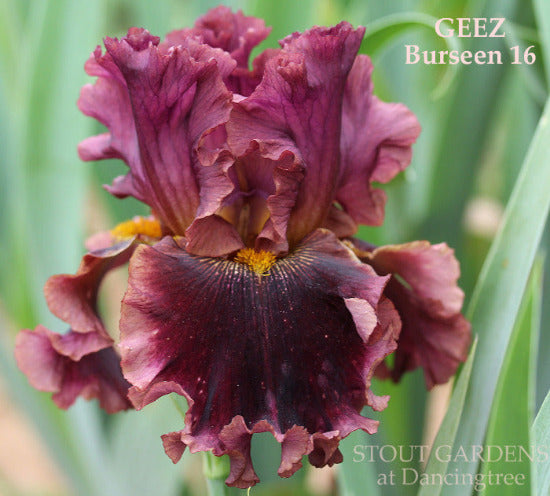 A close-up image of a tall bearded iris with red purple petals and beard, labeled as 'Geez' by Tom Burseen, at 'Stout Gardens At Dancingtree'.
