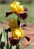 Clump of a yellow and red intermediate bearded iris called 'GENE'S LARA LAVELLE' in the garden 'Stout Garden at Dancingtree'.