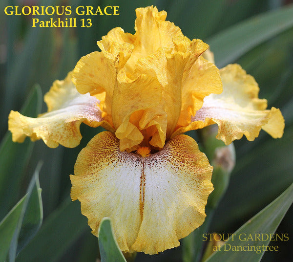 Tall bearded iris 'Glorious Grace' is shown displaying yellow, white and purple plicata markings at 'Stout Gardens At Dancingtree'.