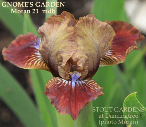 Red and Brown miniature dwarf bearded iris flower called 'Gnome's Garden' at 'Stout Gardens at Dancingtree'.