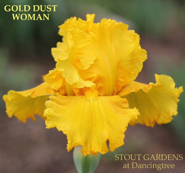 Yellow tall bearded iris flower with 'Gold Dust Woman' and 'Stout Gardens at Dancingtree' text.