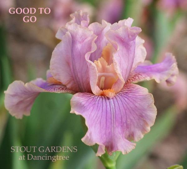 Pink and purple intermediate bearded iris flower named 'Good to Go' at 'Stout Gardens at Dancingtree'.