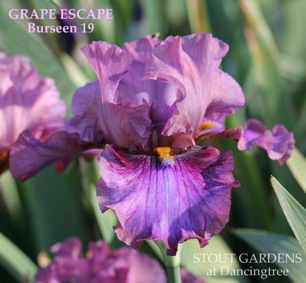 Purple tall bearded iris flower 'Grape Escape' at 'Stout Gardens at Dancingtree'.