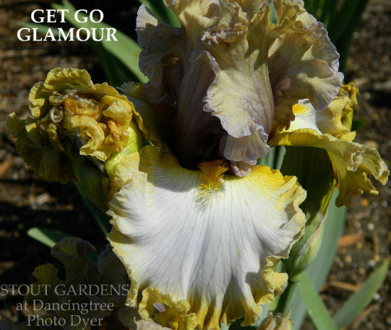 Close-up of 'Get Go Glamour', a tall bearded iris displaying light purple, white and yellow flower 'Stout Gardens At Dancingtree'.