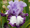 Tall bearded iris 'GIRL TROUBLE' is a purple and white plicata at 'Stout Gardens At Dancingtree'.