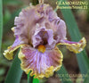 Purple and yellow tall bearded iris with 'Glamorizing' text at 'Stout Gardens At Dancingtree'.