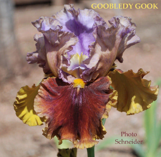 Tall bearded iris, 'Goobledey Gook' is shown with purple, brown and gold coloring available at 'Stout Gardens At Dancingtree'