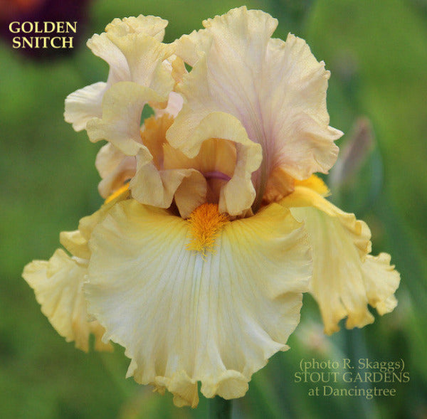 Tall bearded iris 'Golden Snitch' displaying pale yellow to light violet coloring at 'Stout Gardens At Dancingree'.