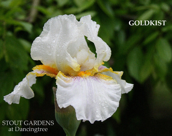 A close-up image of a tall bearded iris flower with white petals and a yellow beard, labeled 'GOLDKIST' at 'Stout Gardens at Dancingtree'.