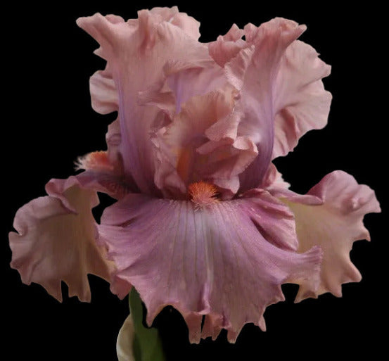 Close-up of a warm pink tall bearded iris flower called 'Good Morning Beautiful' at 'Stout Gardens At Dancingtree'.