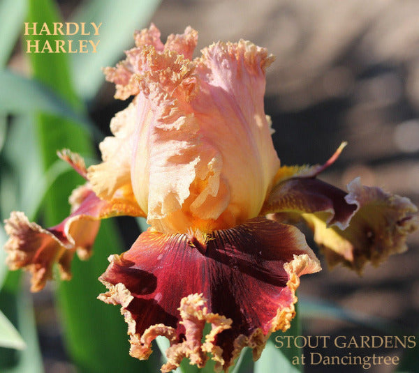 Close-up of 'Hardly Harley', orange and mahogany red, laced, space-age tall bearded iris available at 'Stout Gardens At Dancingtree'.