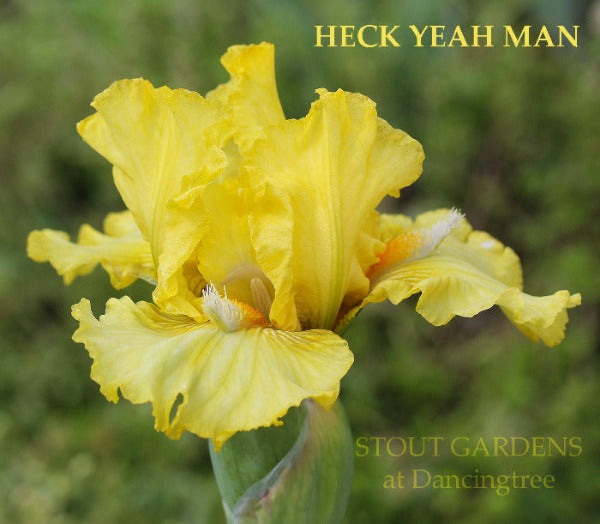 Yellow space age intermediate bearded iris flower named 'HECK YEAH MAN' by Hugh Stout Jr. available at 'Stout Gardens at Dancingtree'.