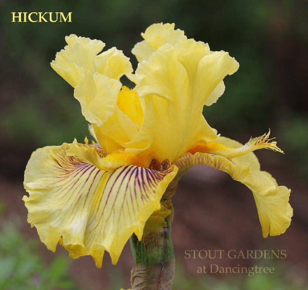 Yellow tall bearded iris flower 'HICKUM' is seen up-close displaying long yellow horns and purple veining at 'STOUT GARDENS at Dancingtree'.