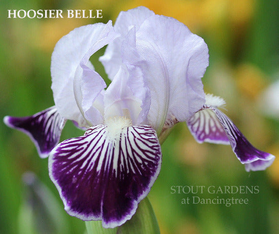 Close-up of the miniature tall bearded iris, 'Hoosier Belle', showing light lavender over dark purple falls veined white. Photo at 'Stout Gardens At Dancingtree'.