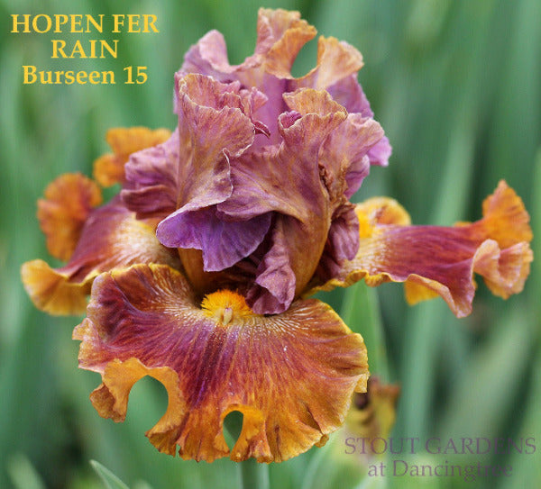 Multicolored tall bearded iris flower with text 'HOPEN FER RAIN' 'Burseen 15' and 'STOUT GARDENS at Dancingtree'.