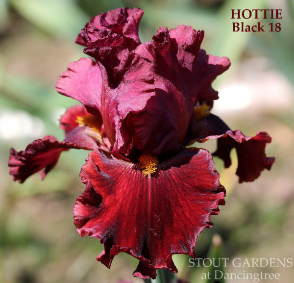 Dark red tall bearded iris flower named 'Hottie' at 'Stout Gardens at Dancingtree'.