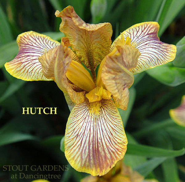 Yellow and purple species-x iris flower named 'Hutch' available at 'Stout Gardens at Dancingtree'.