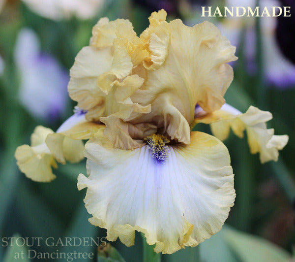 Close-up of tall bearded iris 'Handmade', a buff yellow and white tall bearded iris with dark blue bronze beards, a 'Stout Gardens At Dancingtree'
