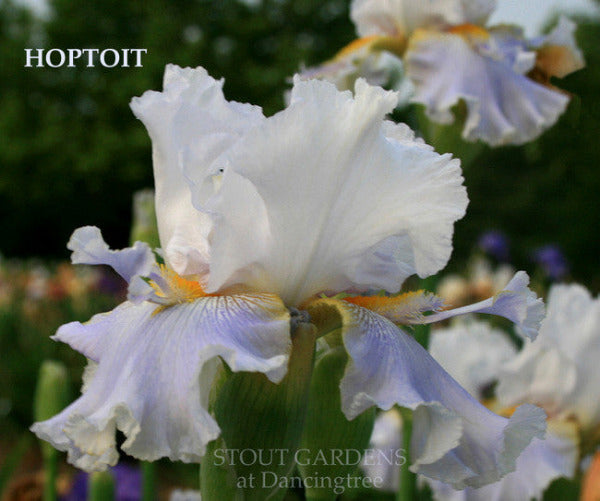 Tall bearded iris 'HOPTOIT' is displayed, a white and light violet purple flower with flounces at 'Stout Gardens At Dancingtree'.
