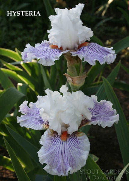 White and purple tall bearded iris flower named 'Hysteria' at 'Stout Gardens'.