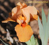 Orange standard dwarf bearded iris flower, 'Lady Clementine', at 'Stout Gardens at Dancingtree'.