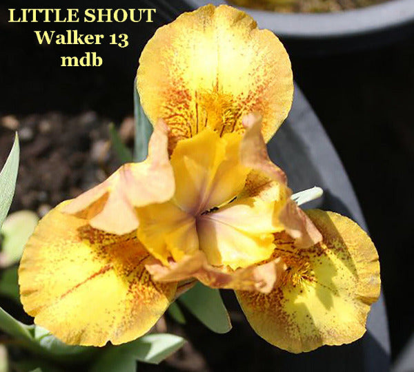 Yellow and red plicata miniature dwarf bearded iris flower called 'Little Shout' available at 'Stout Gardens at Dancingtree'.