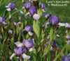 Clump of the miniature tall bearded iris 'Larry's Girl' is shown with white and purple plicata colored flower at 'Stout Gardens At Dancingtree'.