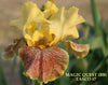 Yellow and purple plicata border bearded iris flower named 'Magic Quest' at 'Stout Gardens at Dandingtree'.