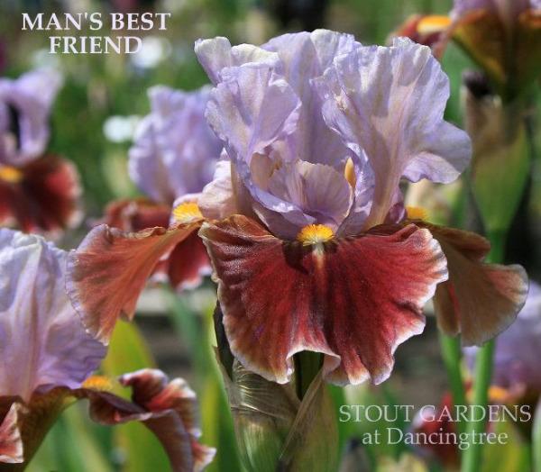 Purple and brown intermediate bearded iris flower named 'Man's Best Friend' at 'Stout Gardens at Dancingtree'.