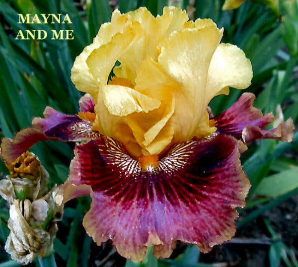 Yellow and purple tall bearded iris flower  'Mayna and Me' at 'Stout Gardens At Dancingtree.'